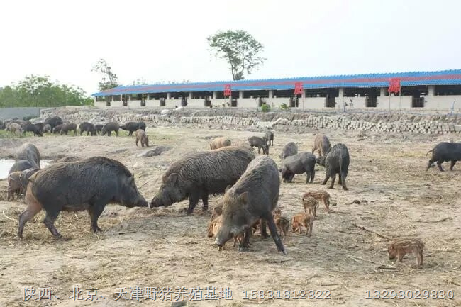 陕西野猪肉市场前景不错、养殖户不多 