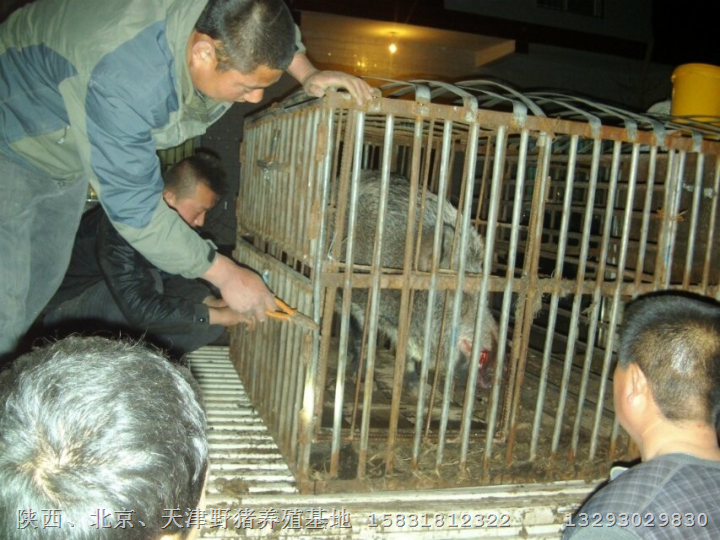 陕西哪里有特种野猪养殖场？联系我 