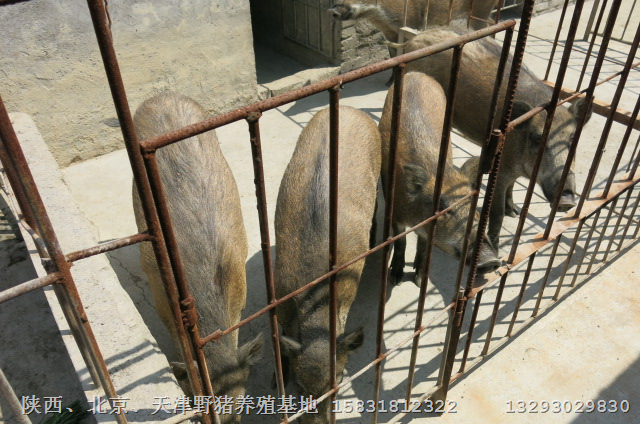 人们在生活上对野猪肉的需求在大大提高 
