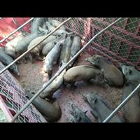 安阳特种野猪肉价格 河北特种野猪养殖基地 