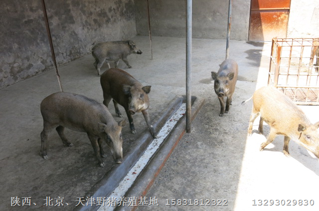 陕西小野猪批发商 陕西野猪肉价格 