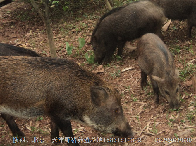 特种野猪肉|河北、河南、山西野猪养殖场 