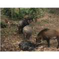 天津野猪|天津特种野猪|天津纯种野猪养殖 