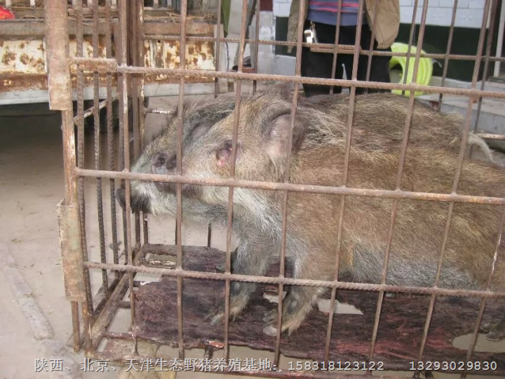 咸阳野猪养殖场 渭南铜川野猪养殖基地 