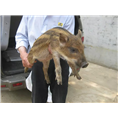 野猪养殖！15831812322 