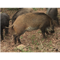安徽野猪肉|安徽野猪养殖|阜阳野猪养殖场 