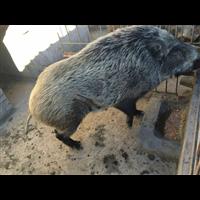 商丘小野猪养殖 周口纯种野猪养殖基地 