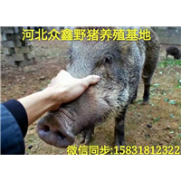 野猪苗价格 河南特种野猪种猪价格 