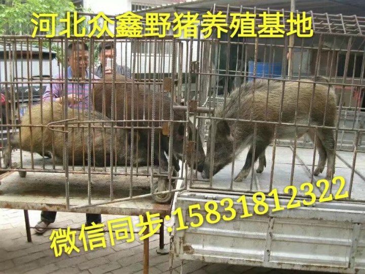 西安野猪 陕西大型野猪养殖交易中心 