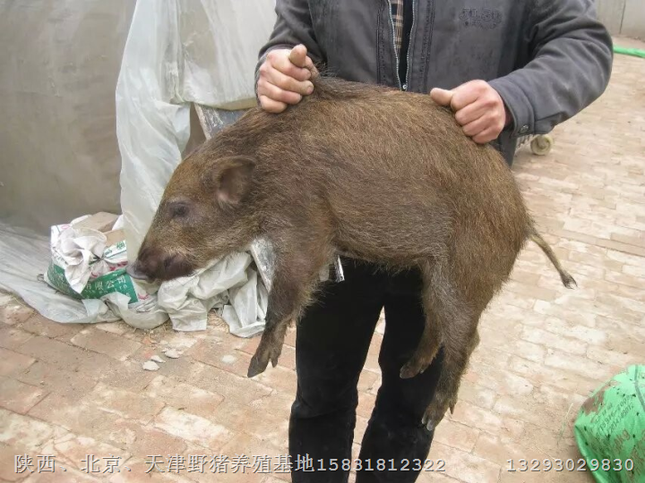 廊坊野猪养殖场固安正宗野猪肉味道好 