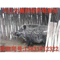 淄博野猪苗|  淄博野猪养殖基地 