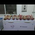北京小野猪价格 北京野猪肉礼品盒 