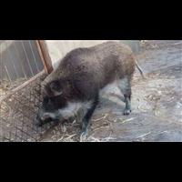 无锡野猪肉批发 徐州特种野猪苗价格 