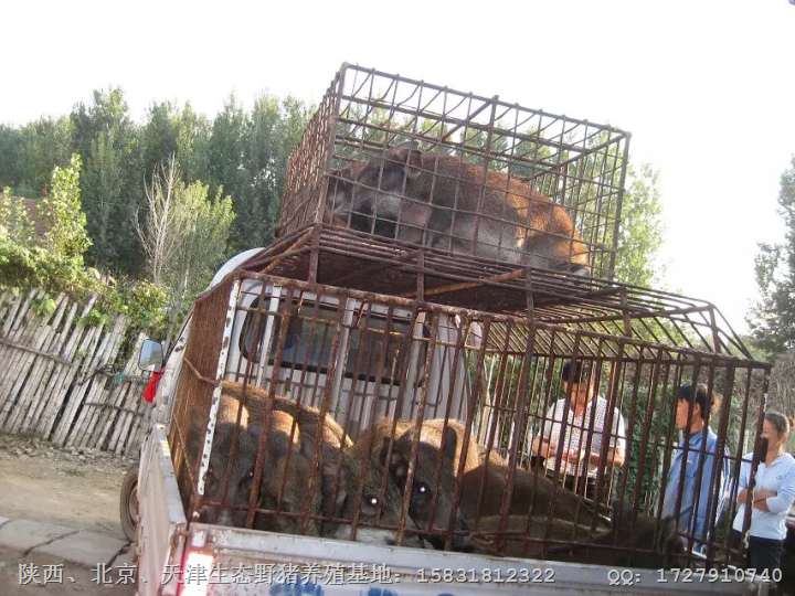 秦皇岛野猪|秦皇岛野猪苗|野猪养殖基地 