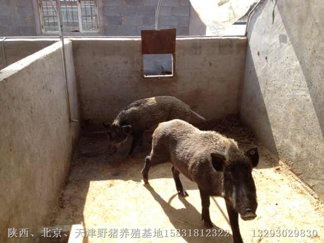 湖南特种野猪肉|贵州野猪养殖|湖北野猪 