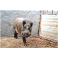 陕西特种野猪价格|咸阳渭南野猪养殖基地 