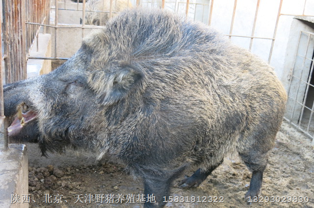 吉林长白山野猪 吉林野猪养殖吉林野猪批发 