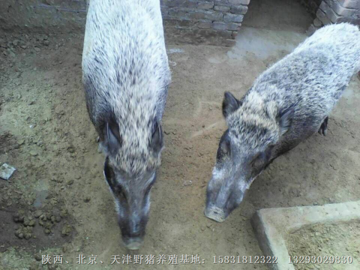 山东聊城野猪|济南野猪肉|济宁野猪养殖场 