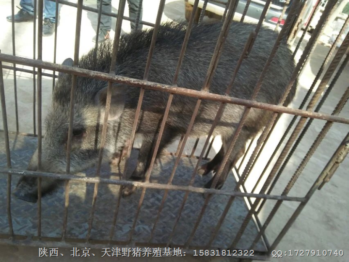 内蒙古野猪养殖场 咨询热线：15831812322 