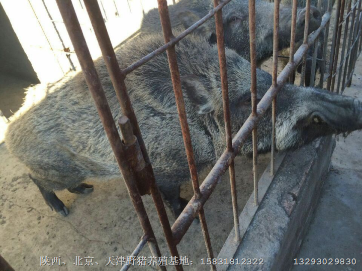 平顶山纯种野猪价格 安阳纯种野猪养殖场 