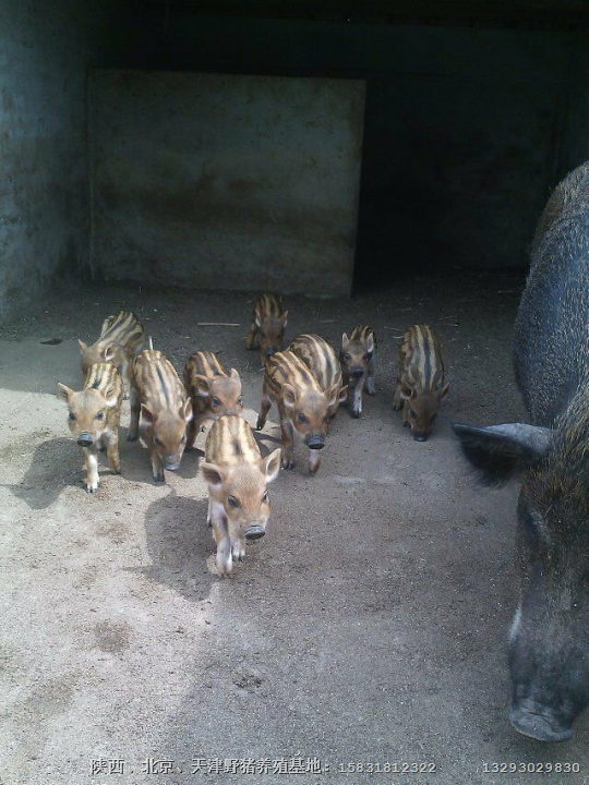 镇江野猪养殖 泰州宿迁纯种野猪苗价格 