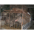 唐山野猪养殖基地滦县特种野猪肉价格 