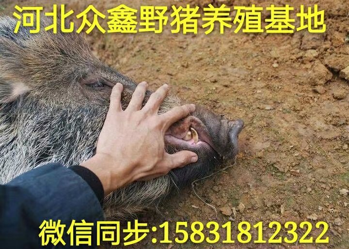 南昌野猪 江西大型野猪养殖交易中心 