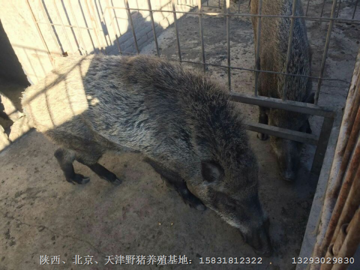 河南野猪肉批发 郑州纯种野猪养殖基地 