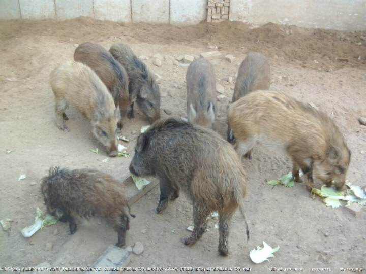 邯郸野猪价格|邯郸特种野猪|邯郸野猪养殖 
