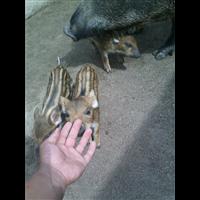 贵州野猪肉价格 贵阳纯种野猪养殖基地 
