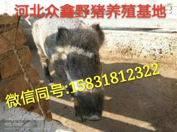 河南信阳野猪养殖场   规模大  利润高 