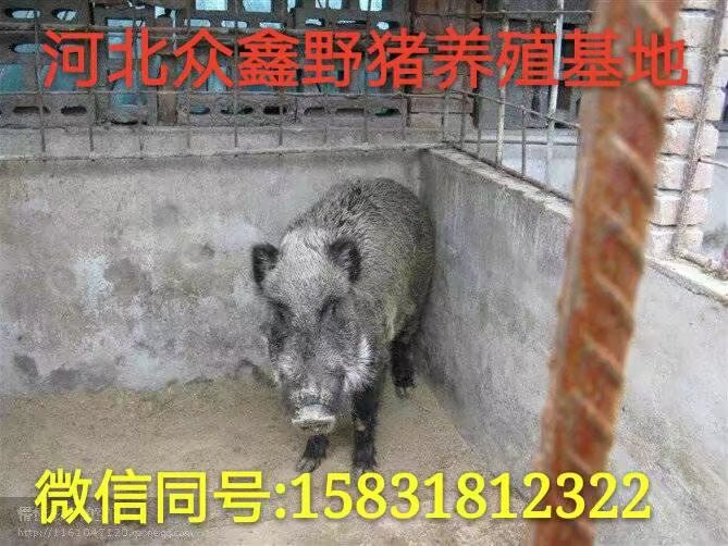 济源野猪养殖基地   品种全  质量好 