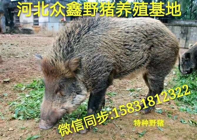 南京野猪 江苏大型野猪养殖交易中心 