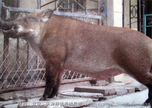 北京野猪苗 北京特种野猪养殖基地 