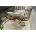 在养野猪的过程中降低成本把利润提高到** 