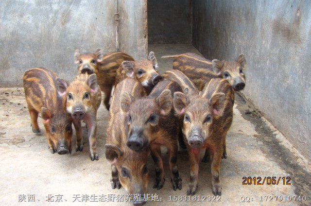 河北纯种野猪|河北特种野猪|野猪肉价格 