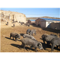 合肥野猪养殖场|芜湖野猪种猪价格野猪苗 