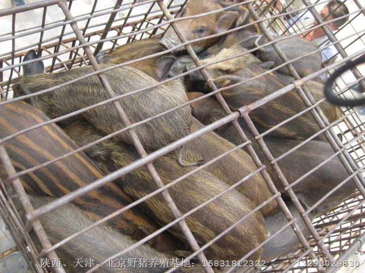 北京野猪|朝阳特种野猪|丰台野猪养殖基地 