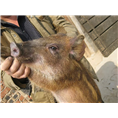 沧州野猪苗价格河间沧县特种野猪养殖基地 