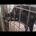 陕西特种野猪 陕西纯种野猪价格 