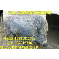 张家口野猪养殖场   质量好  规模大 