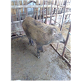 江西野猪|江西野猪养殖|江西野猪肉价格 