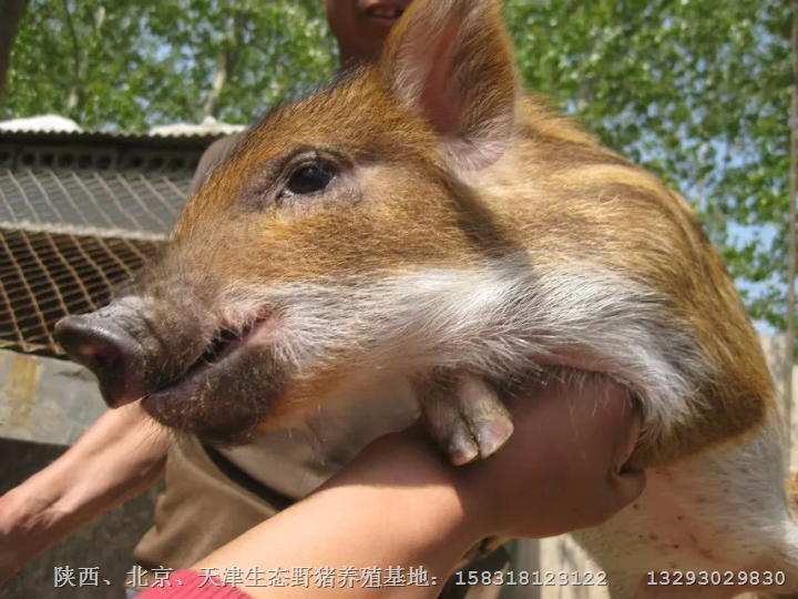 陕西纯种野猪价格 汉中野猪肉批发商 