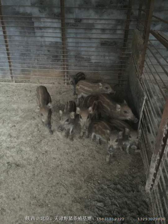 宜昌野猪肉价格 襄阳纯种野猪养殖基地 