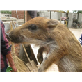 开封小野猪饲养场开封正宗野猪肉味道 