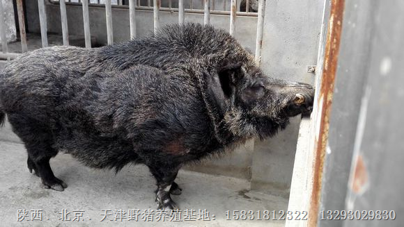 北京野猪|北京野猪养殖|北京野猪肉价格 