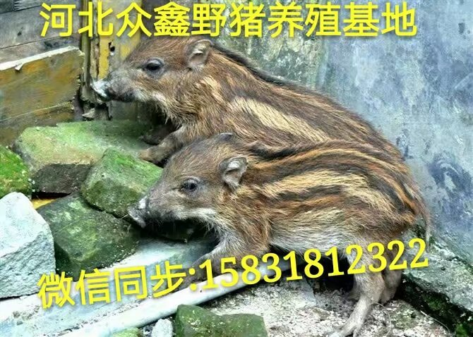 长春野猪 吉林大型野猪养殖交易中心 