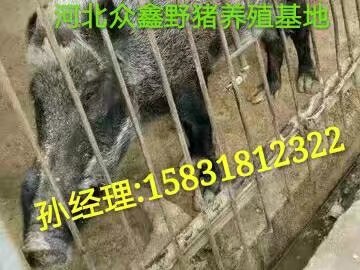 开封野猪养殖交易中心  适合创业选择 