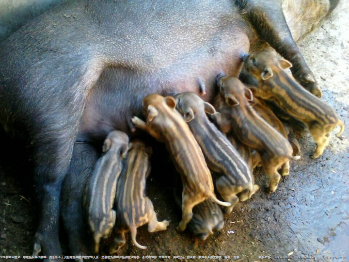 邯郸野猪|特种养殖|邯郸野猪养殖基地 