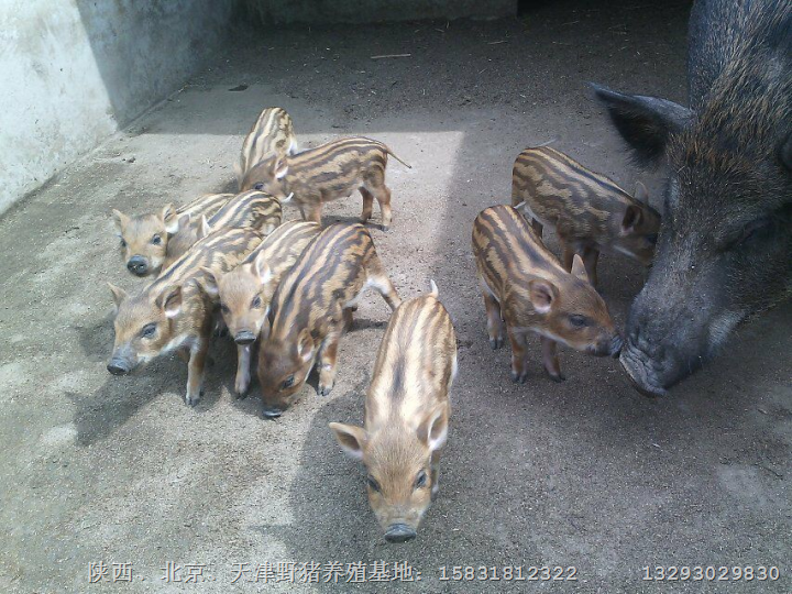 商洛特种野猪苗 杨凌纯种野猪养殖基地 